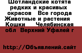 Шотландские котята редких и красивых  окрасов - Все города Животные и растения » Кошки   . Челябинская обл.,Верхний Уфалей г.